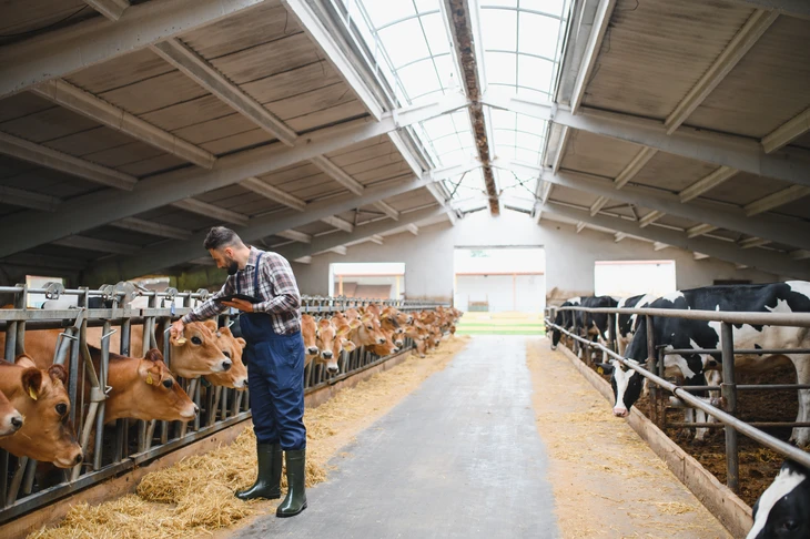 Élevage bovin en extérieur avec vaches laitières dans enclos agricole